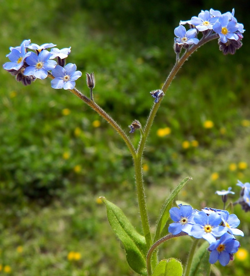 Изображение особи Myosotis sylvatica.