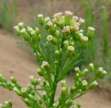 Conyza canadensis