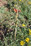 Oenothera