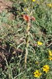 genus Oenothera. Цветущее растение. Перу, оз. Титикака, о-в Амантани. Март 2014 г.