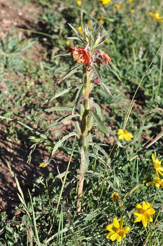 Изображение особи род Oenothera.