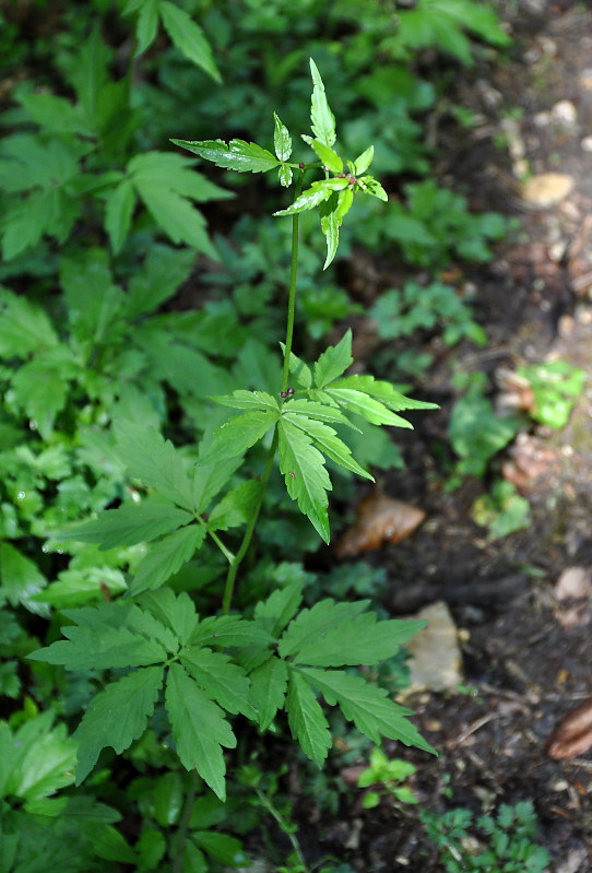 Image of Cardamine bulbifera specimen.