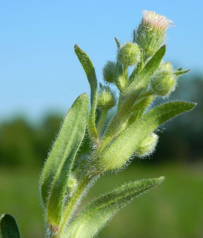 Image of Erigeron acris specimen.