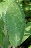Salvia tomentosa. Лист. Германия, г. Дюссельдорф, Ботанический сад университета. 02.06.2014.