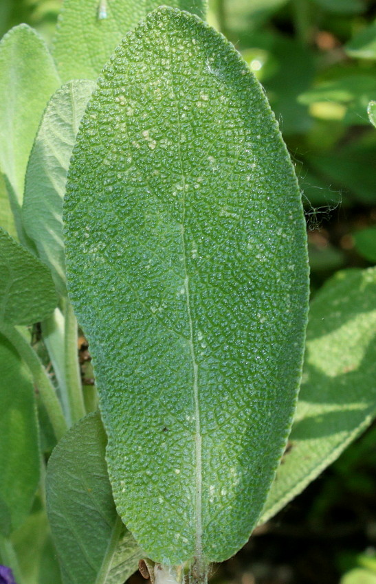 Изображение особи Salvia tomentosa.