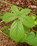 genus Rubus