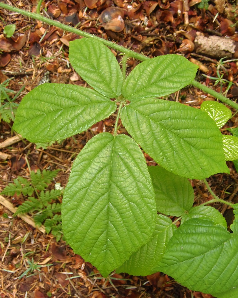 Изображение особи род Rubus.