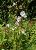 Campanula persicifolia