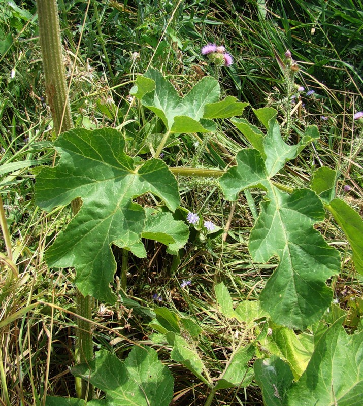 Изображение особи Heracleum sibiricum.