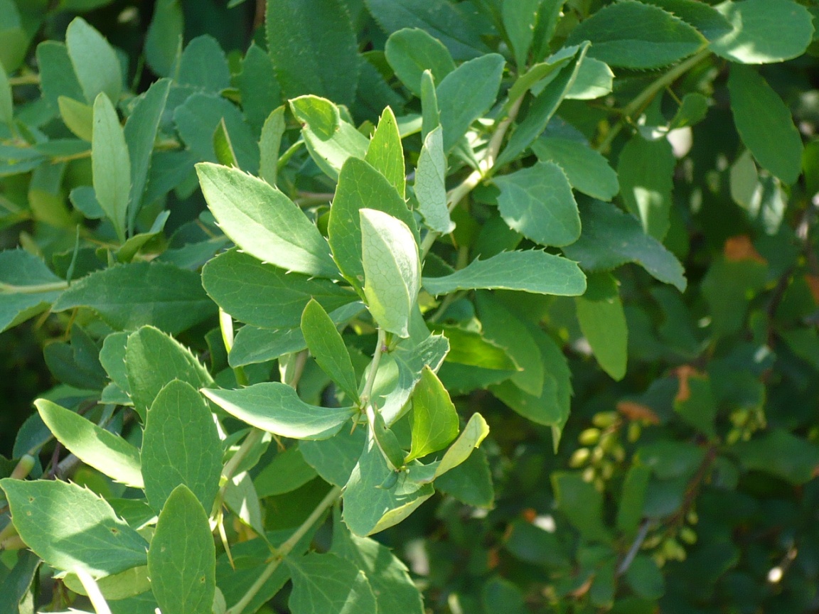 Image of Berberis vulgaris specimen.