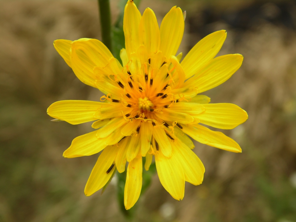 Изображение особи Tragopogon dasyrhynchus.