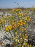 Helichrysum corymbiforme