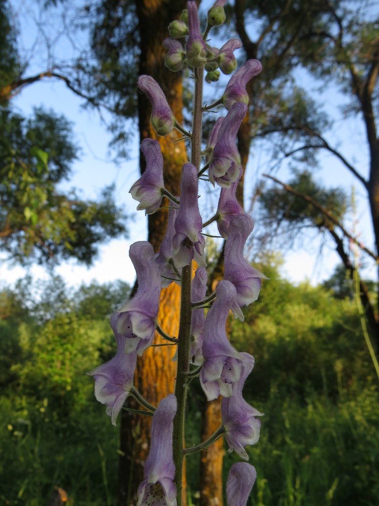 Изображение особи Aconitum septentrionale.