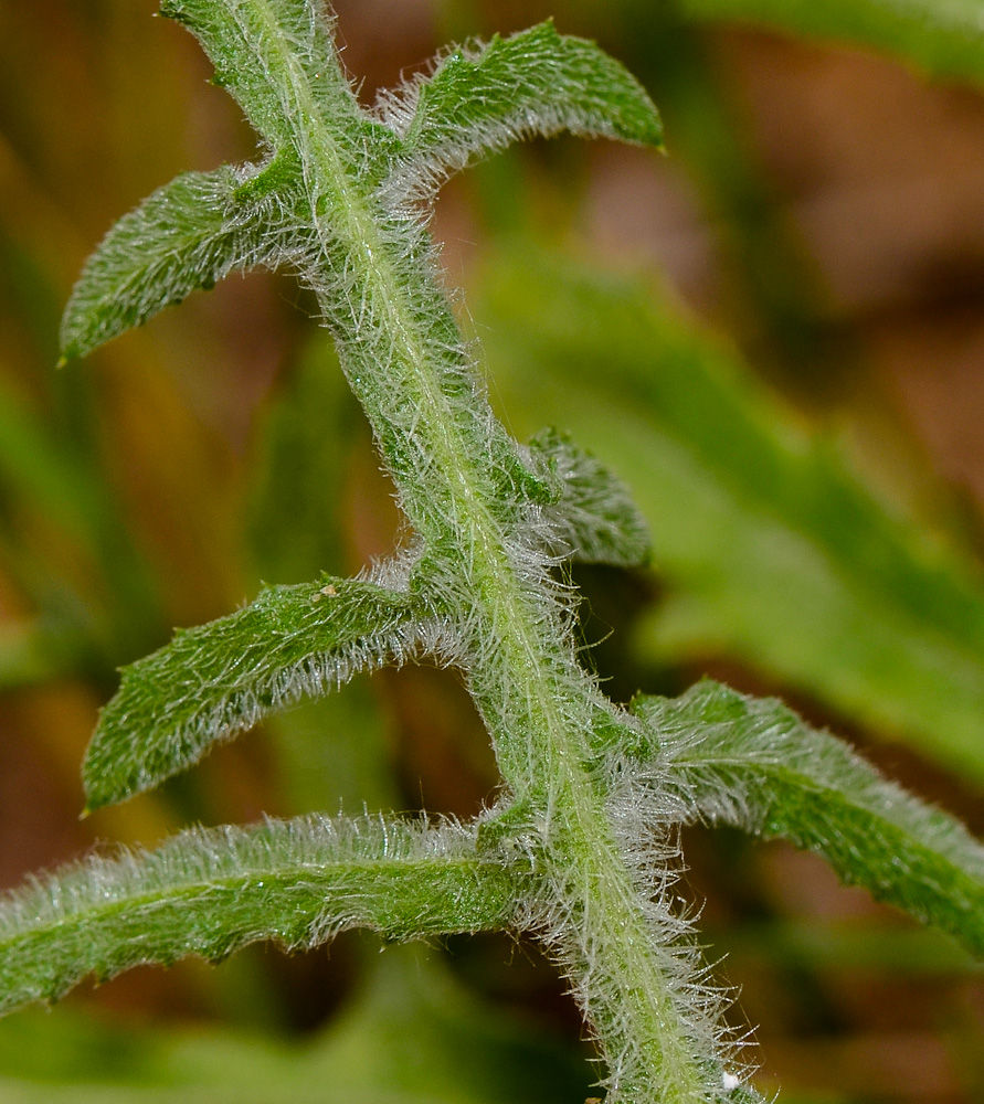 Image of Centaurea procurrens specimen.