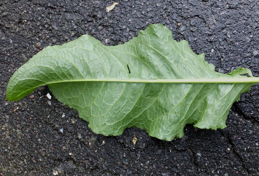 Image of Rumex longifolius specimen.