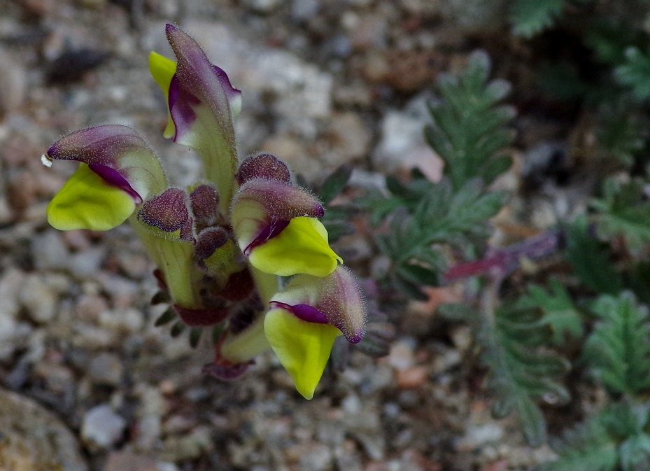 Изображение особи Scutellaria przewalskii.