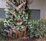 Trachelospermum jasminoides
