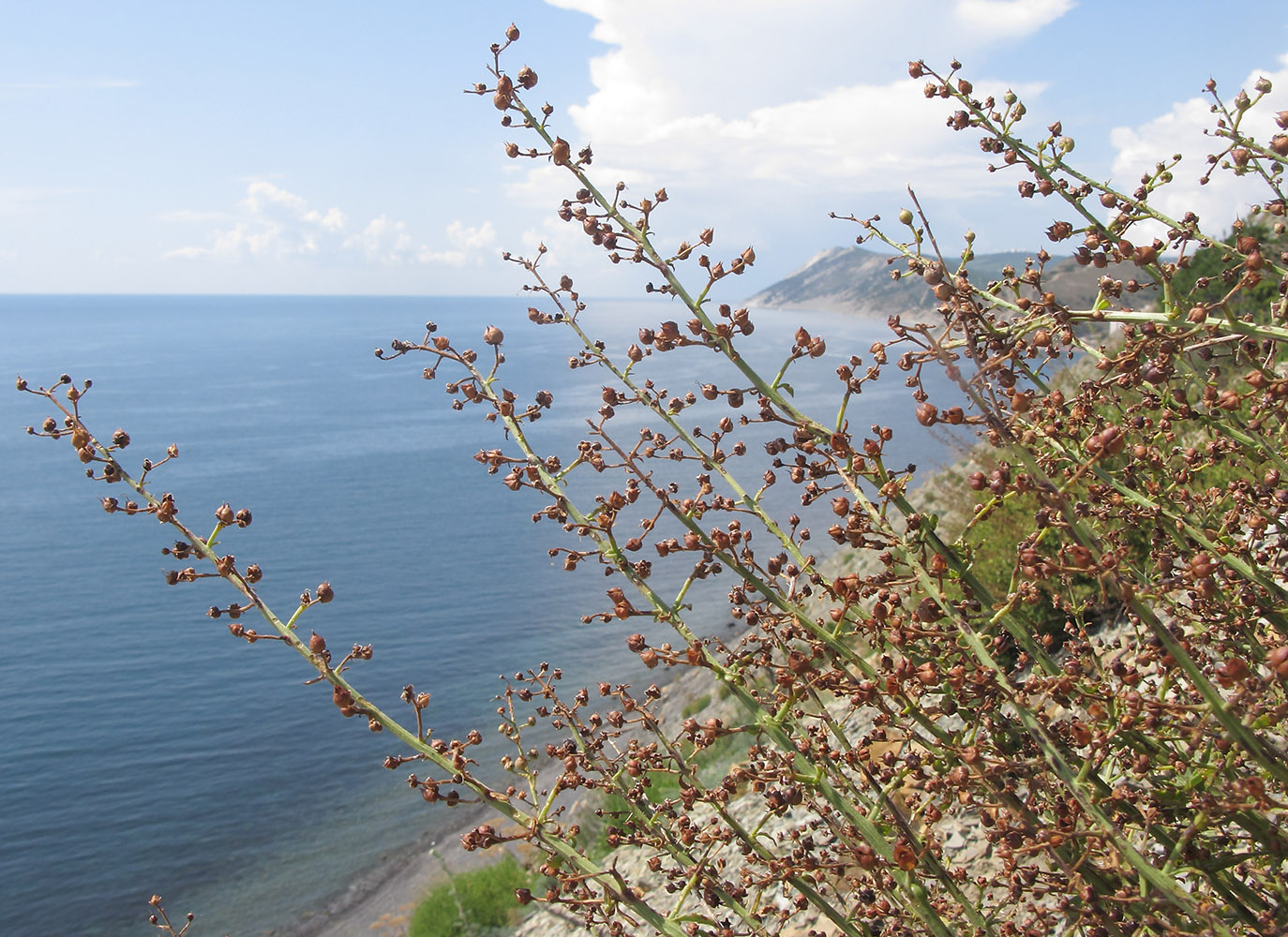 Image of Scrophularia rupestris specimen.