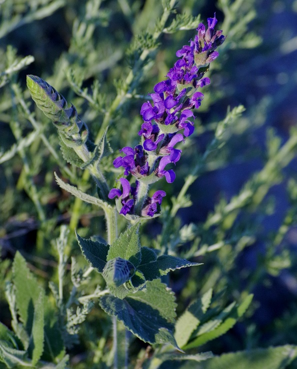 Изображение особи Salvia deserta.