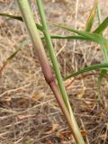 genus Setaria