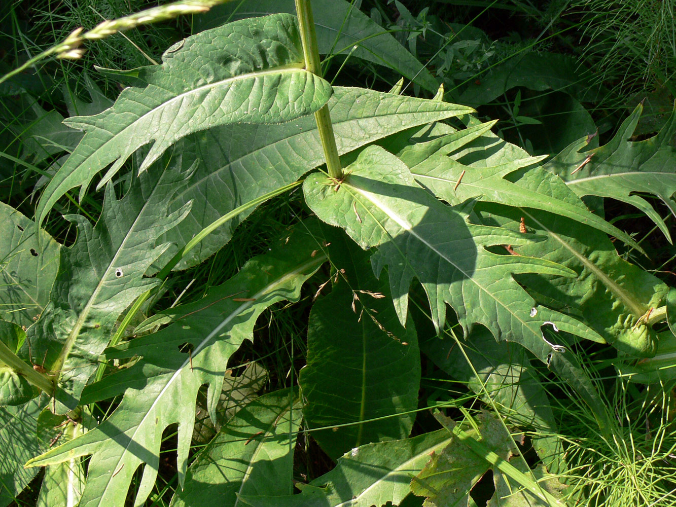 Изображение особи Cirsium heterophyllum.