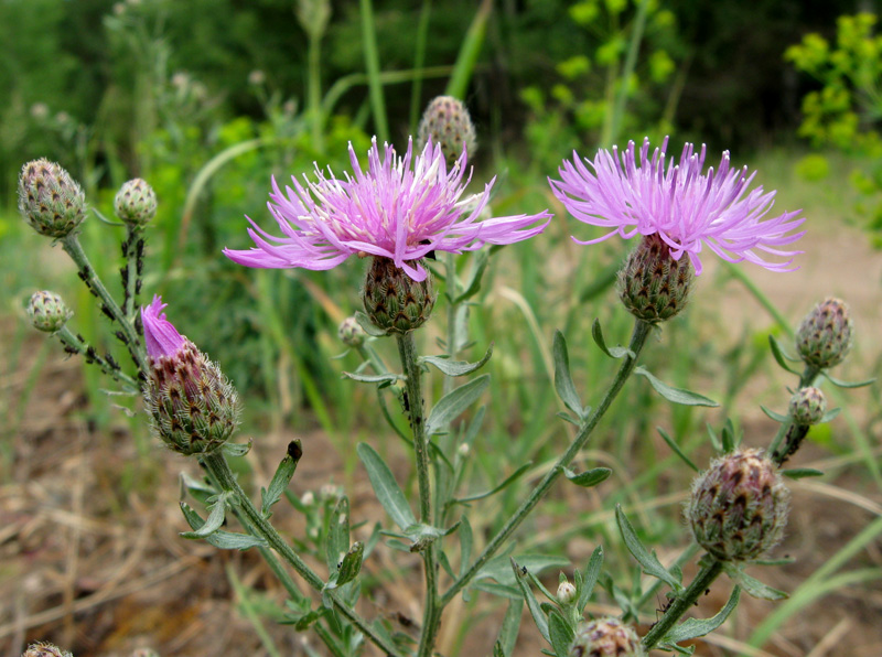 Image of Centaurea stoebe specimen.