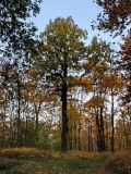 Quercus robur. Взрослое дерево в широколиственном лесу. Санкт-Петербург, Дудергофские высоты. Конец сентября.