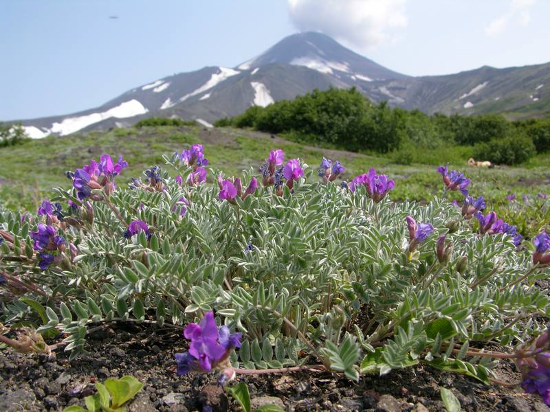 Image of Oxytropis kamtschatica specimen.