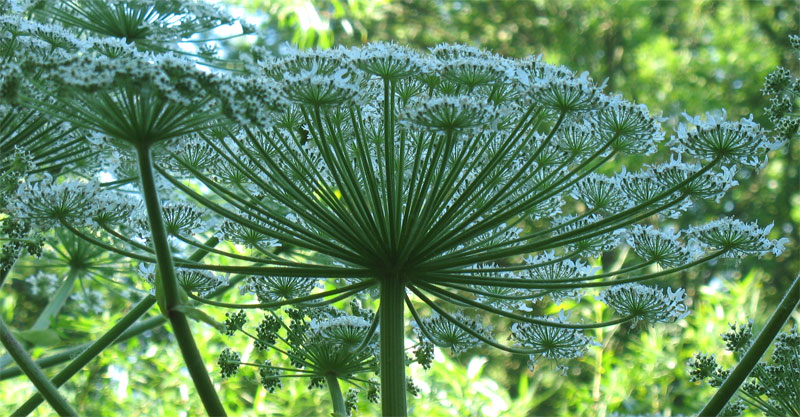 Image of Heracleum mantegazzianum specimen.