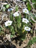 Gentiana aquatica