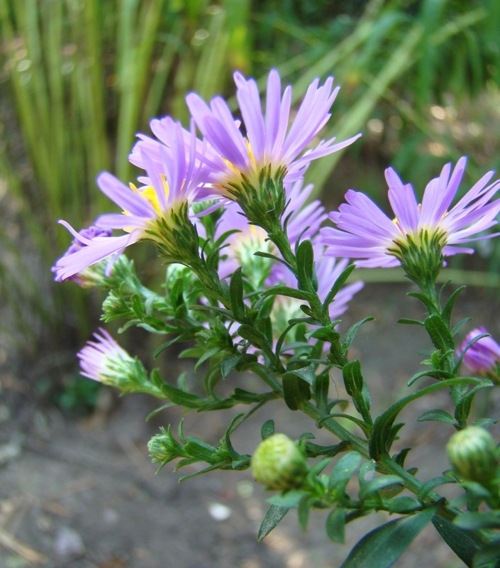 Image of Symphyotrichum × versicolor specimen.