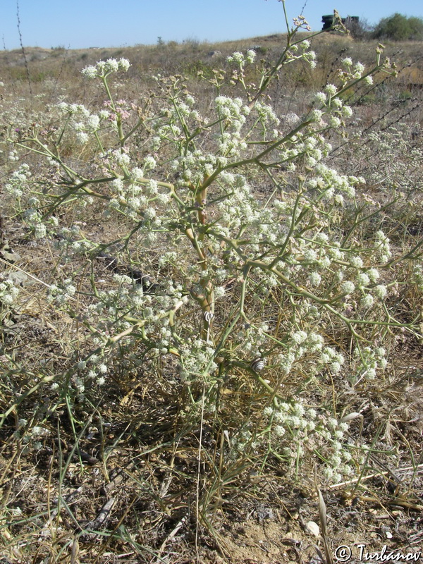 Image of Seseli arenarium specimen.