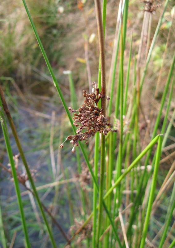 Изображение особи Juncus effusus.