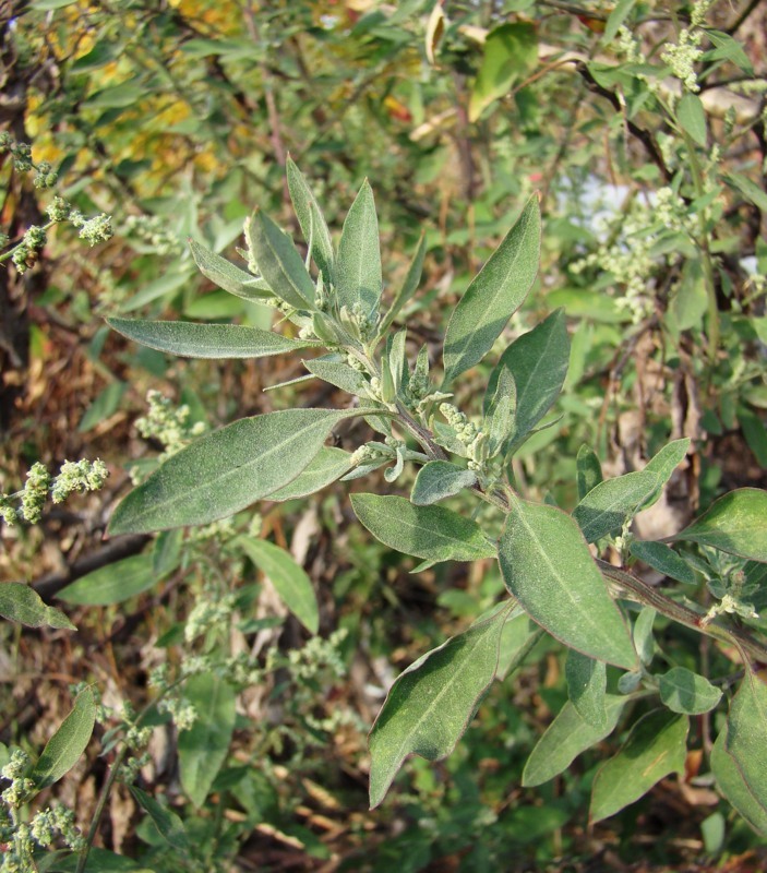 Изображение особи род Chenopodium.