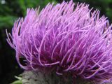 Cirsium polonicum. Часть соцветия. Курская обл., Хомутовский р-н, дер. Лёкта, пойма р. Свапа. 6 августа 2009 г.