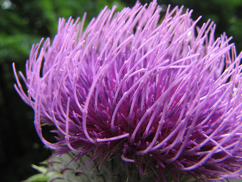 Image of Cirsium polonicum specimen.