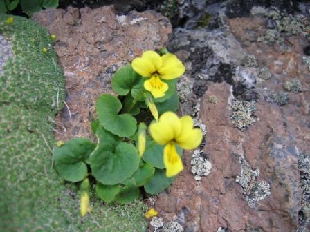 Image of Viola caucasica specimen.