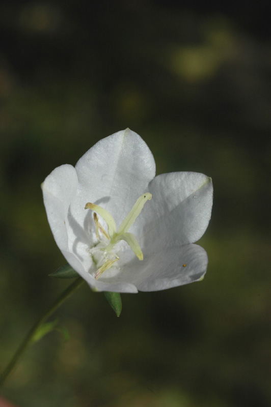 Изображение особи Campanula persicifolia.