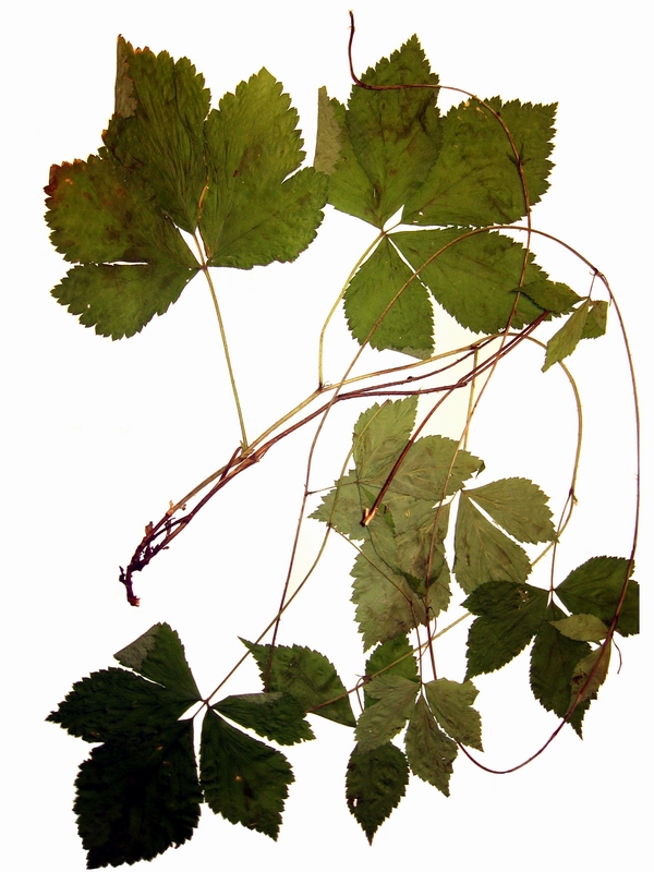 Изображение особи Rubus saxatilis.