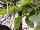 Catalpa bignonioides