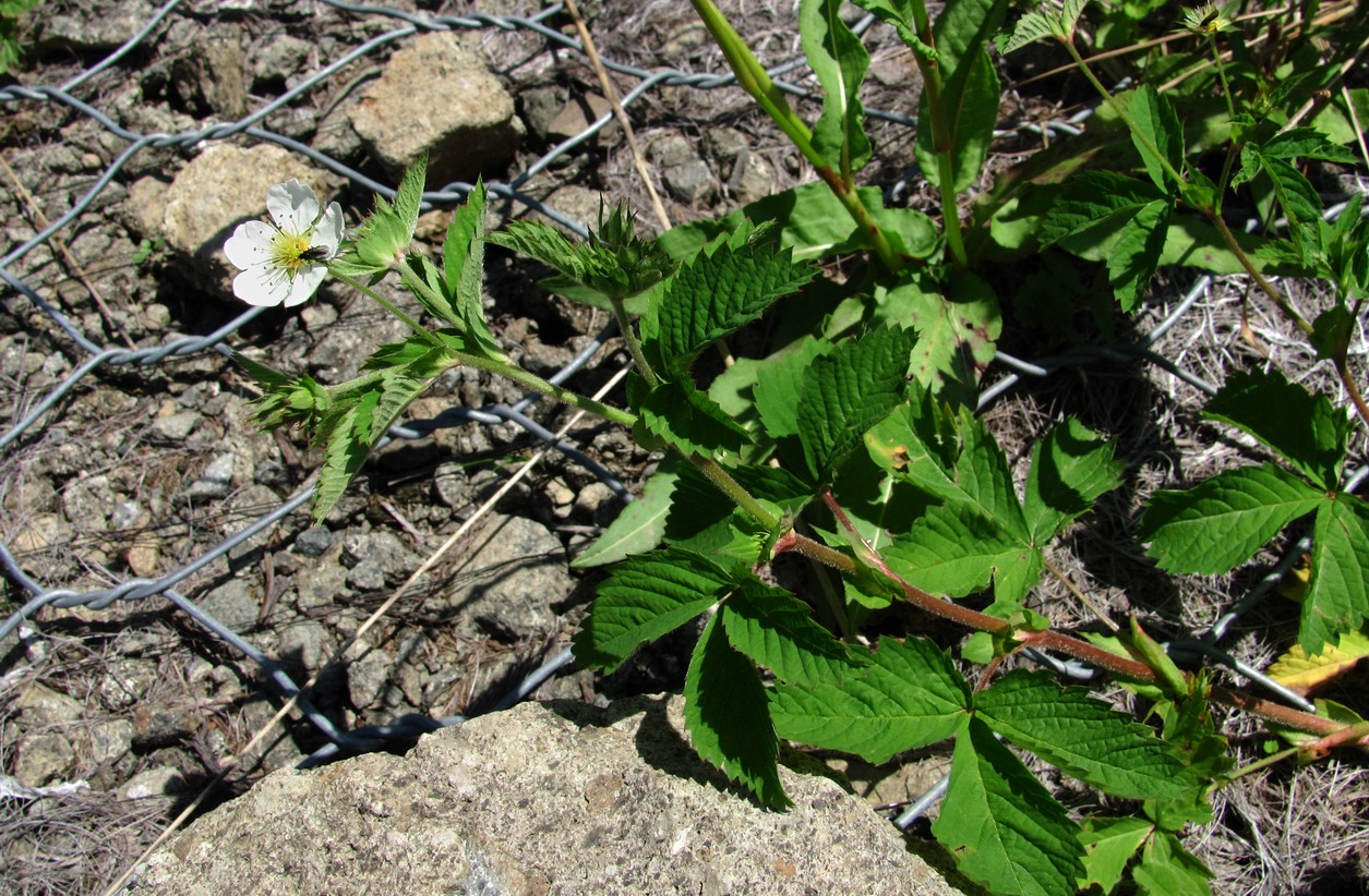 Изображение особи Potentilla elatior.