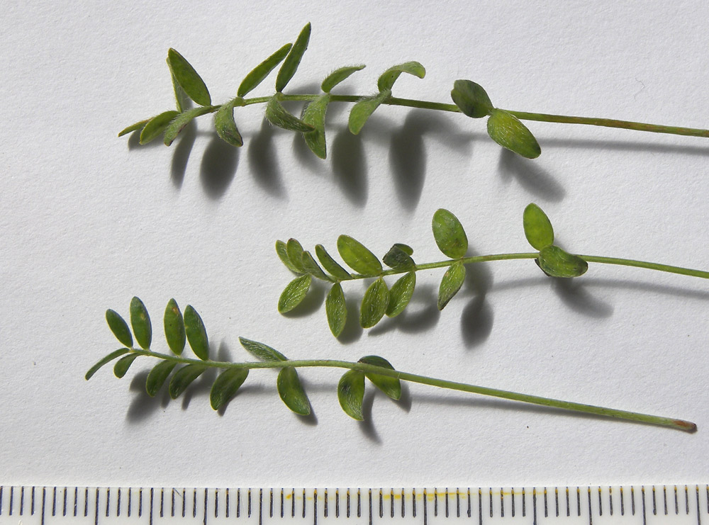 Image of Astragalus levieri specimen.