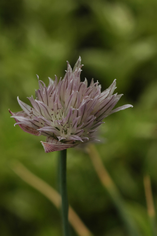 Image of Allium karelinii specimen.