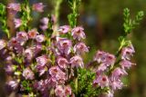 Calluna vulgaris