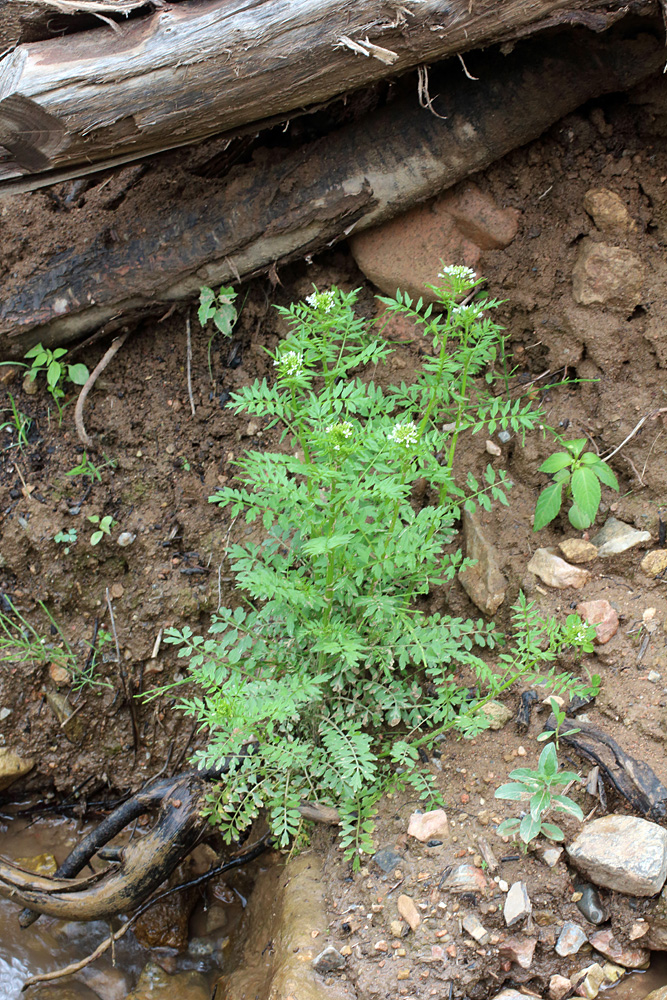 Image of Cardamine impatiens specimen.