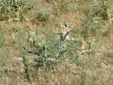 Astragalus alopecias