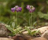 Primula reidii variety williamsii