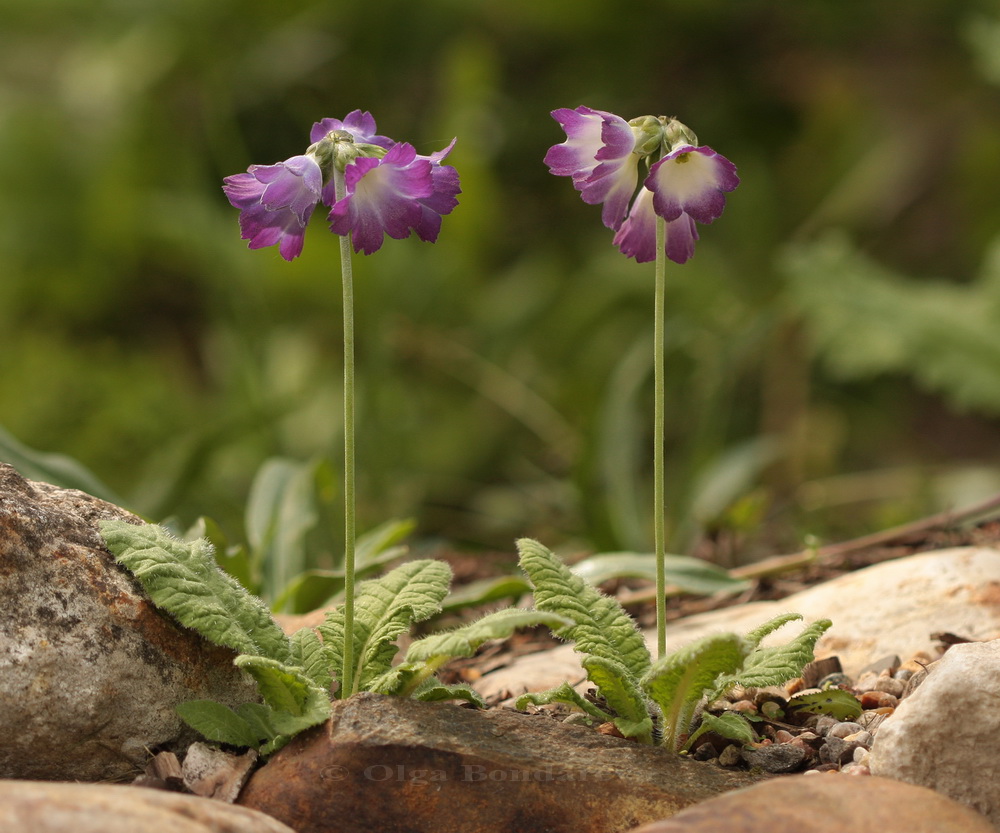 Изображение особи Primula reidii var. williamsii.