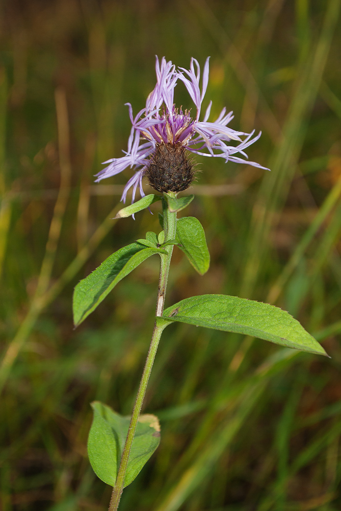 Изображение особи Centaurea phrygia.