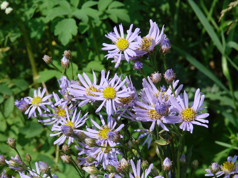 Image of Aster tataricus specimen.